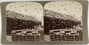 Ferme de poulets, Vintage print, ca.1900, Stéréo