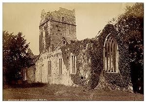 Irlande, Muckross Abbey Killarney, Photo. W.L.