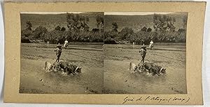 Mexique, Rivière Atoyac, Jeune Paysan menant les Porcs, vintage stereo print, 1906