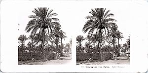 Egypte, Le Caire, Récolte des dattes, Vintage print, ca.1900, Stéréo