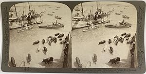 Panama, Panama City, Déchargement de Porcs dans le Port, Vintage print, ca.1900, Stéréo