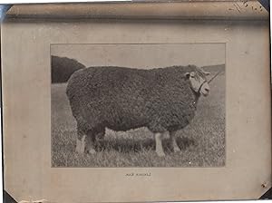 England, Sheep, Lincoln Ram, vintage silver print, ca.1910