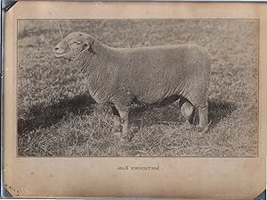 England, Sheep, Southdown, vintage silver print, ca.1910