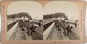 Singley, Egypt, A Typical Scene, Camels, vintage stereo print, 1899