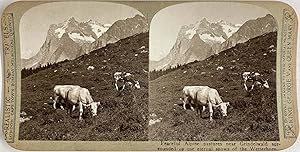 Suisse, Grindelwald, Pâturages Alpins et Wetterhorn, vintage stereo print, ca.1900