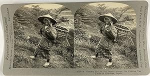 Japon, Shisuoka, Femme travaillant dans une exploitation de thé, Vintage silver print, ca.1900, S...