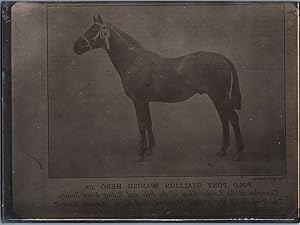 England, Horse, Polo Pony Stallion, vintage silver print, ca.1910
