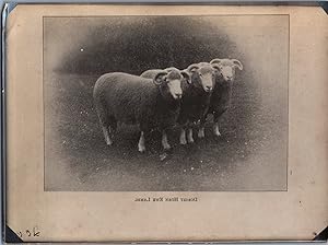 England, Sheep, Dorset Horn, vintage silver print, ca.1910