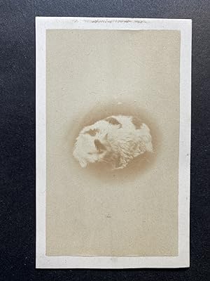 Chat, Vintage albumen print, ca.1880