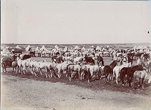 Afrique du Nord, Vue d'une écurie de plein air au poste des colons français, Vintage print, circa...