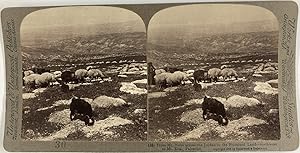 Palestine, Chèvres et moutons sur le Mont Nebo, Vintage print, ca.1900, Stéréo