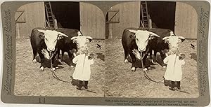 USA, Kansas, Fillette avec ses vaches Hereford, Vintage print, ca.1890, Stéréo