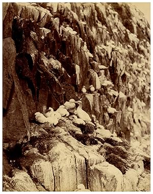 Scotland, Bass Rock, Cannets and Young, Photo. W.G.