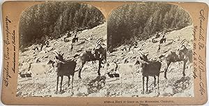 France, Chamonix, Troupeau de béliers, Vintage print, circa 1880, Stéréo