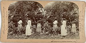Cuba, Travailleurs sur plantation de bananes, Vintage print, circa 1900, Stéréo