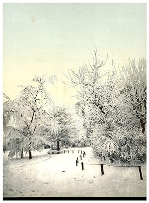 Paysage d'hiver, parc et arbres recouverts de neige