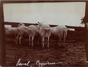 England, Sheep Farming, vintage silver print, ca.1910