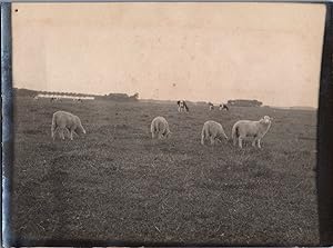 England, Sheep, Leicester, vintage silver print, ca.1910