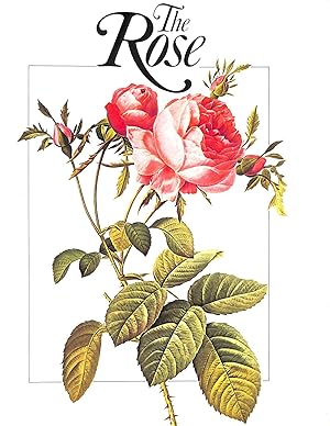 Seller image for The Rose for sale by M Godding Books Ltd