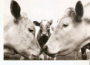 Postal 044267 : Kissing Animals
