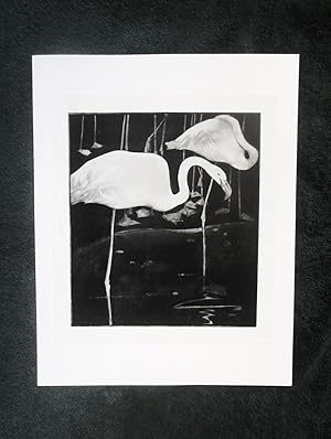 Bild des Verkufers fr A Book of Birds [Fine Art Print --"The Flamingo"] zum Verkauf von My November Guest Books