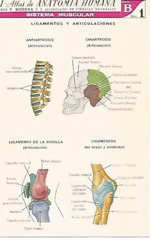 Immagine del venditore per LAMINA 2157: Sistema muscular. Ligamentos y articulaciones. Serie B numero 1 venduto da EL BOLETIN