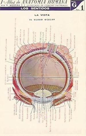 Imagen del vendedor de LAMINA 2159: Los sentidos. La vista. Serie G numero 1 a la venta por EL BOLETIN