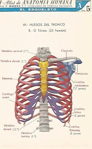 Immagine del venditore per LAMINA 2151: El esqueleto. El torax. Serie A numero 5 venduto da EL BOLETIN