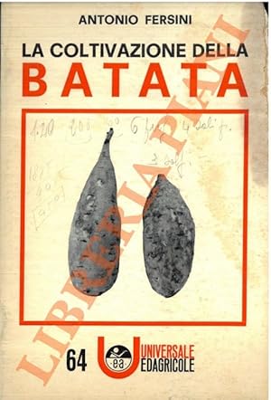 La coltivazione della batata.