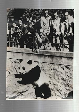 Bild des Verkufers fr Foto Prensa numero 220: Peter Scott de World Wildlife viendo oso panda zum Verkauf von El Boletin