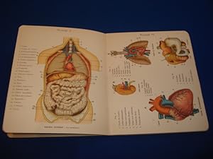 Imagen del vendedor de Petit Atlas D'histoire Naturelle de L'homme Son Anatomie lmentaire Complment De Toutes Les Histoires Naturelles Avec 12 Planches En Chromolithographie ( 8 Couleurs ) a la venta por Emmanuelle Morin