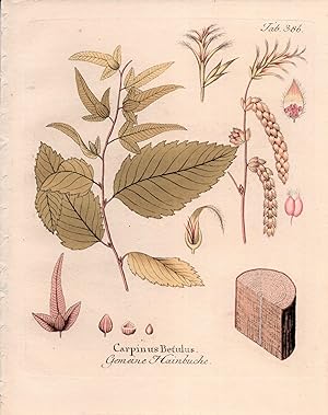 CARPINUS BETULUS [European or Common Hornbeam], Original Hand-Colored Copper Engraving (plate # 3...