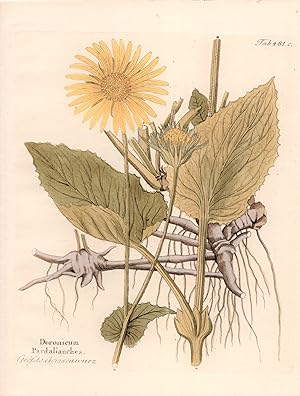 DORONICUM PARDALIANCHES [Great Leopard's Bane], Original Hand-Colored Copper Engraving (plate # 4...