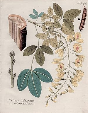 CYTISUS LABURNUM [Common Laburnum], Original Hand-Colored Copper Engraving (plate # 469) from Ico...