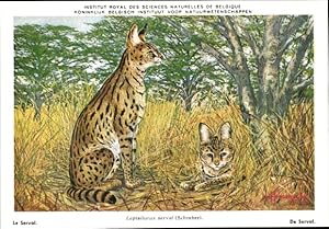 Künstler Ansichtskarte / Postkarte Leptailurus serval, Serval, Institut Royal des Sciences Nature...