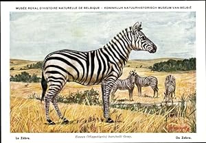 Künstler Ansichtskarte / Postkarte Equus Hippotigris burchelli, Zebra, Musée Royal d'Histoire Nat...
