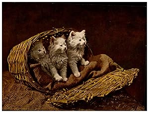 Prepared to play, three kittens