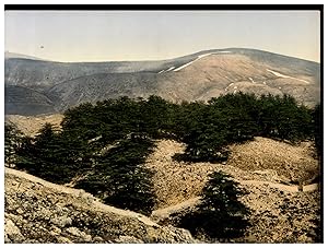 Liban, Vue générale des cèdres du Liban