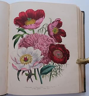 Seller image for THE LADIES' FLOWER GARDEN OF ORNAMENTAL PERENNIALS for sale by Charles Russell, ABA, ILAB, est 1978