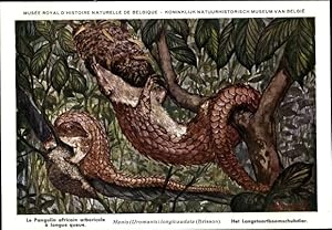 Bild des Verkufers fr Knstler Ansichtskarte / Postkarte Manis Uromania longicaudata, Langschwanzschuppentier, Pangolin - Muse Royal dund#39;Histoire Naturelle de Belgique zum Verkauf von akpool GmbH