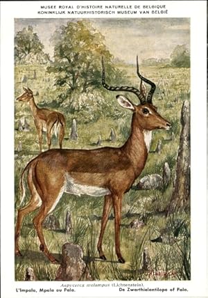 Bild des Verkufers fr Knstler Ansichtskarte / Postkarte Aepyceros melampus, Impala, Schwarzfersenantilope, Muse Royal Histoire Naturelle Belg. zum Verkauf von akpool GmbH