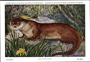 Bild des Verkufers fr Knstler Ansichtskarte / Postkarte Lutra lutra, Otter, Muse Royal D'Histoire Naturelle de Belgique zum Verkauf von akpool GmbH