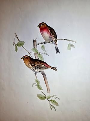 Bild des Verkäufers für Lesser Redpole, Linaria minor ( Ray ). ( Birkenzeisig ). Handkolorierte Lithographie aus Gould's *Birds of Europe*, 1832-37 erschienen. zum Verkauf von Antiquariat Friederichsen