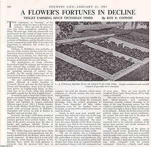 Immagine del venditore per Violet Farming since Victorian Times: A Flower's Fortunes in Decline. Several pictures and accompanying text, removed from an original issue of Country Life Magazine, 1981. venduto da Cosmo Books