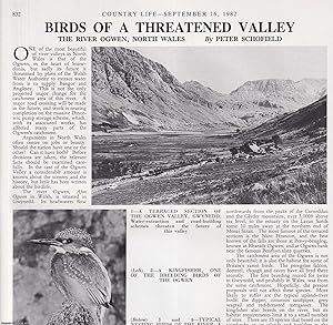 Bild des Verkufers fr The Birds of the Threatened Ogwen Valley, North Wales. Several pictures and accompanying text, removed from an original issue of Country Life Magazine, 1982. zum Verkauf von Cosmo Books