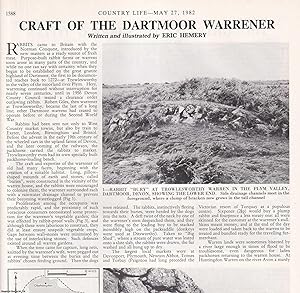 Seller image for The Craft of the Dartmoor Warrener. Several pictures and accompanying text, removed from an original issue of Country Life Magazine, 1982. for sale by Cosmo Books