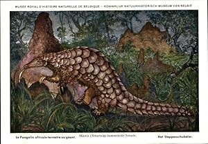 Bild des Verkufers fr Knstler Ansichtskarte / Postkarte Manis Smutsia temmincki, Steppenschuppentier, Pangolin - Muse Royal dundamp;#39;Histoire Naturelle de Belgique zum Verkauf von akpool GmbH