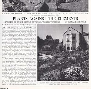 Seller image for Garden of Stone House Cottage, Worcestershire. Several pictures and accompanying text, removed from an original issue of Country Life Magazine, 1986. for sale by Cosmo Books
