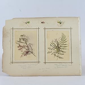 Original 19th Century Albumin Prints of Flora and The Great Comet of 1882