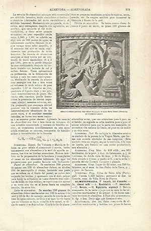 Seller image for LAMINA ESPASA 33832: Almendra mistica , relieve en Florencia for sale by EL BOLETIN